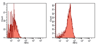 HSP90β monoclonal antibody (K3701) Flow Cytometry