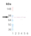 HSP90β monoclonal antibody (K3701) Western blot