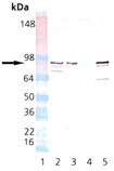 HSP90β polyclonal antibody Western blot