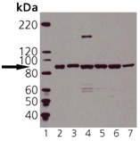 HSP90 polyclonal antibody Western blot