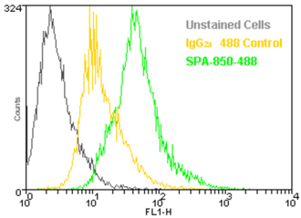Grp94 monoclonal antibody (9G10) (DyLight™ 488 conjugate) Flow Cytometry