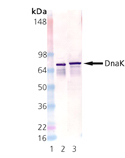 DnaK (E. coli) monoclonal antibody (8E2/2) Western blot