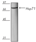 HSP71 (mycobacterial) monoclonal antibody (5A8) Western blot