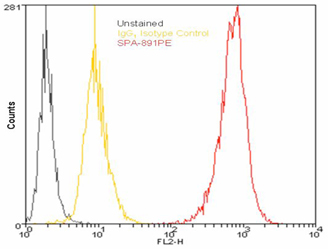 PDI monoclonal antibody (1D3) (PE conjugate) Flow Cytometry