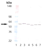 PDI monoclonal antibody (1D3) Western blot