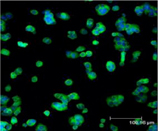 HO-2 polyclonal antibody Immunofluorescence