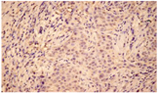HO-2 polyclonal antibody Immunohistochemistry