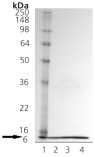 Cpn10 (human), (recombinant) SDS-PAGE