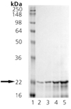αB-Crystallin (bovine), (native) SDS-PAGE