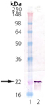 αB-Crystallin (bovine), (native) Western blot
