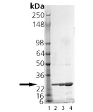 αB-Crystallin (human), (recombinant) (His-tag) SDS-PAGE