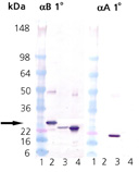 αB-Crystallin (human), (recombinant) (His-tag) Western blot