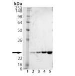 αA-Crystallin (human), (recombinant) (His-tag) SDS-PAGE
