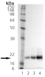 γ-Crystallin (bovine), (native) SDS-PAGE