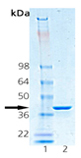 HSP40/Hdj1 (human), (recombinant) SDS-PAGE