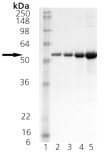 HSP40/Hdj2 (human), (recombinant) SDS-PAGE