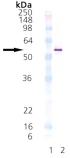 HSP40/Hdj2 (human), (recombinant) Western blot