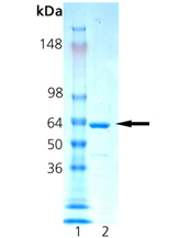 HSP70-A1 (mouse), (recombinant) SDS-PAGE