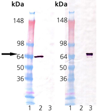 HSP70-A1 (mouse), (recombinant) Western blot