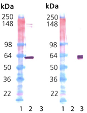 HSP60 (human), (recombinant) Western blot