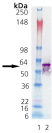 GroEL (E. coli), (recombinant) Western blot