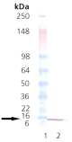 GroES (E. coli), (recombinant) Western blot