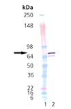 DnaK (E. coli), (recombinant) SDS-PAGE