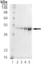 DnaJ (E. coli), (recombinant) (His-tag) SDS-PAGE