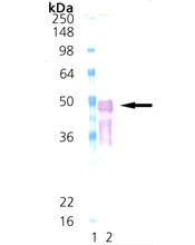 DnaJ (E. coli), (recombinant) (His-tag) Western blot