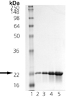 p23 (human), (recombinant) SDS-PAGE