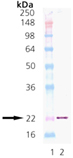 p23 (human), (recombinant) Western blot
