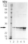 HSP27 (human), (recombinant) SDS-PAGE