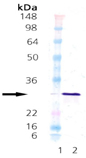 HSP27 (human), (recombinant) Western blot
