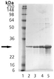 HSP27 (phospho) (human), (recombinant) SDS-PAGE
