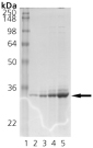 HO-1 (human), (recombinant) SDS-PAGE