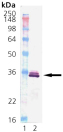 HO-1 (human), (recombinant) Western blot