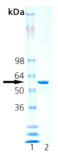 HSP60 (mouse), (recombinant) SDS-PAGE