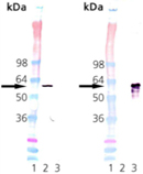 HSP60 (mouse), (recombinant) Western blot
