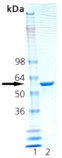 HSP60 (rat), (recombinant) SDS-PAGE