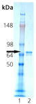 HSC70/HSP73 (bovine), (recombinant) SDS-PAGE