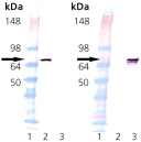 HSC70/HSP73 (bovine), (recombinant) Western blot