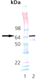 HSP70/HSP72 (rat), (recombinant) SDS-PAGE