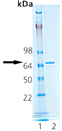 HSP70/HSP72 (rat), (recombinant) Western blot