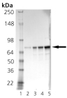 Grp78/BiP (hamster), (recombinant) SDS-PAGE