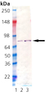 Grp78/BiP (hamster), (recombinant) Western blot