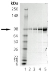 Grp94 (canine), (recombinant) SDS-PAGE