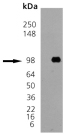 Grp94 (canine), (recombinant) Western blot