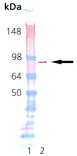 HSP90 (human), (native) Western blot