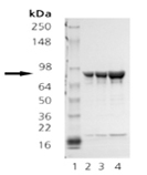 HSP90β (human), (recombinant) SDS-PAGE