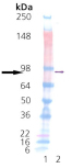 HSP90β (human), (recombinant) Western blot